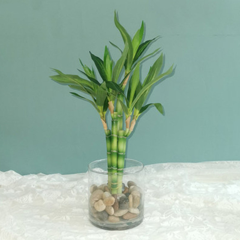 Succulent Set - Новый искусственный суккулент 