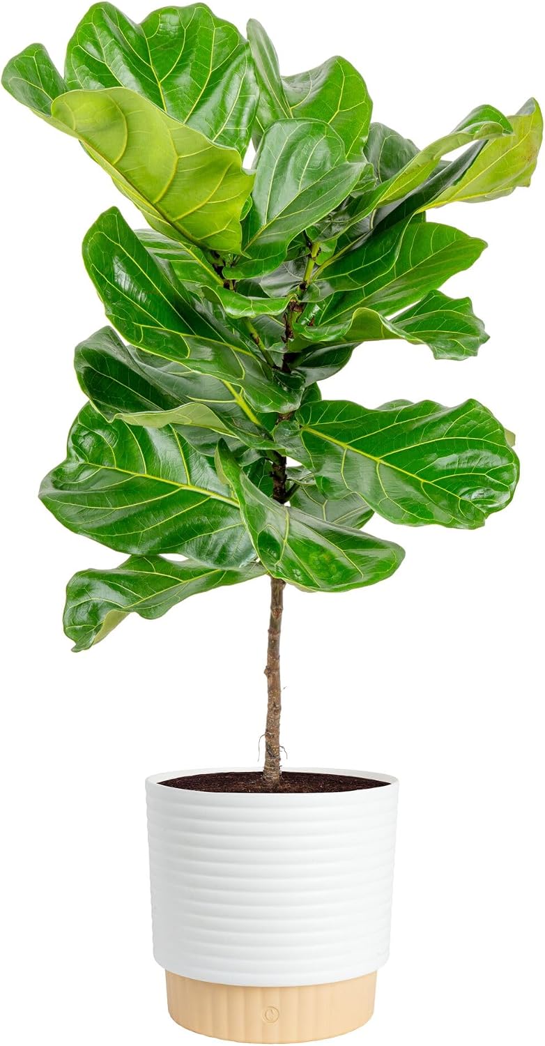Fiddle Leaf Fig - Фиговое дерево «Фидл-лиф», живое комнатное растение,