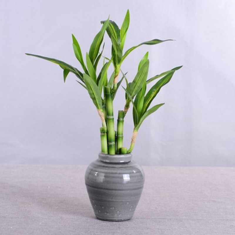 Новый искусственный суккулент  – обзор и цена Succulent Set