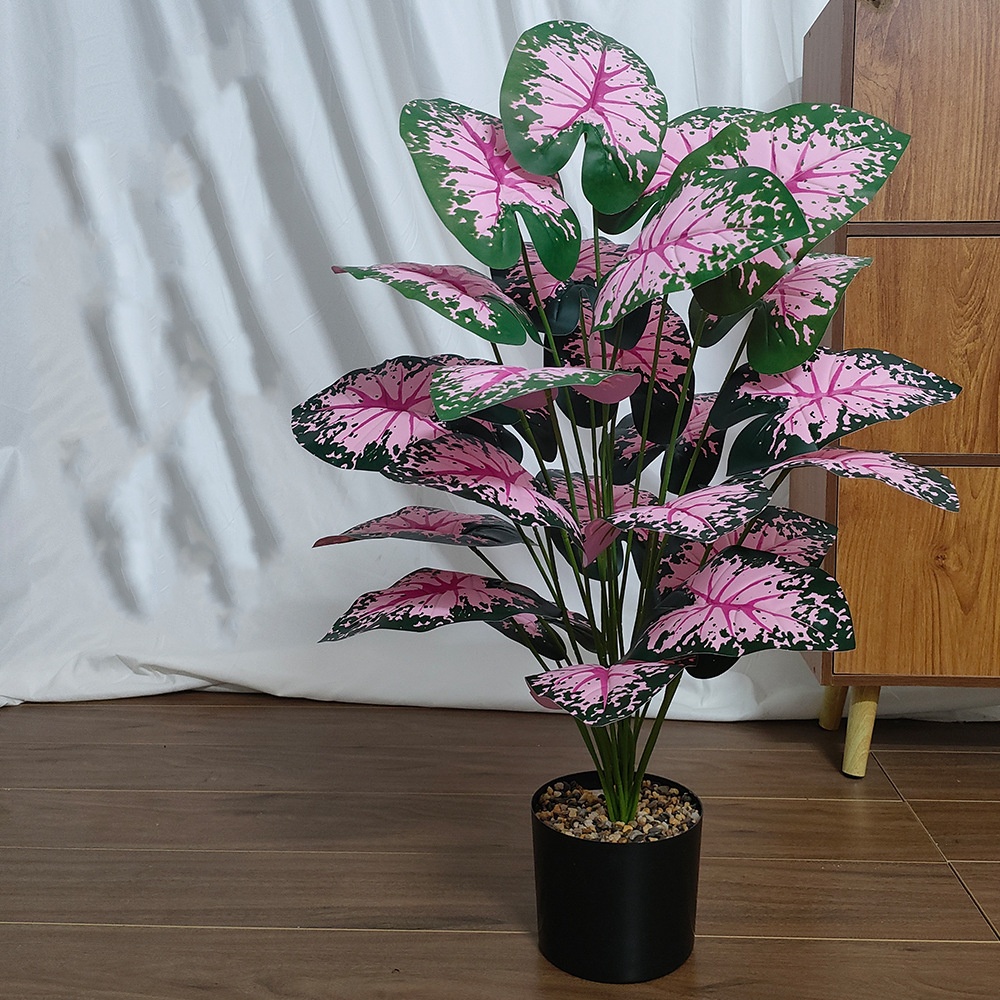 Розовые листья, горшечные раст – обзор и цена Snake Plant