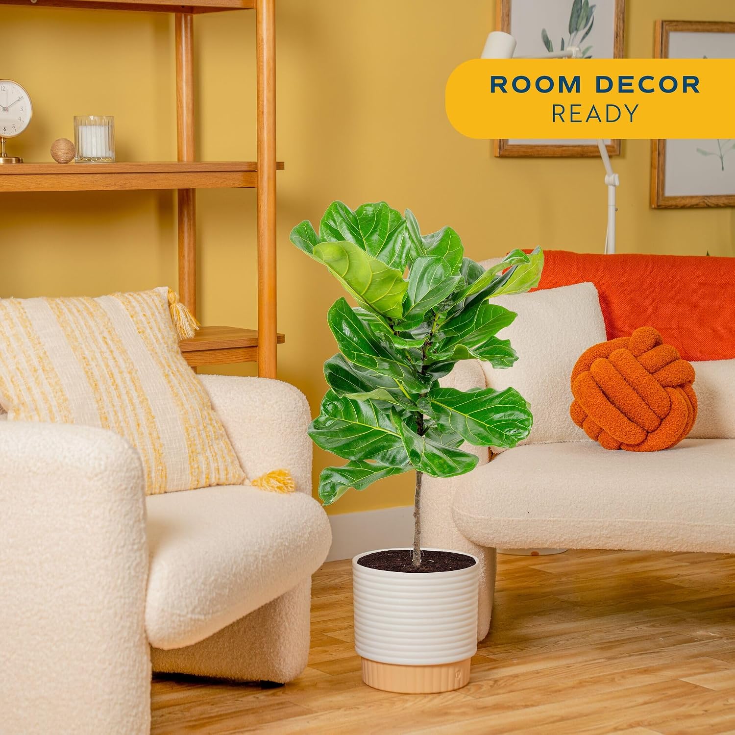 Фиговое дерево «Фидл-лиф», жив – обзор и цена Fiddle Leaf Fig